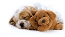 Картинка: Милый щенок спит рядом с плюшевой игрушечной собачкой.