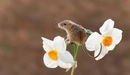 Картинка: Мышь-малютка сидит на цветке нарцисса