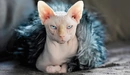 Картинка: Недовольный кот породы сфинкс