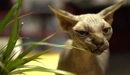 Картинка: Кошка жуёт листья комнатного растения