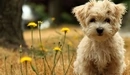 Image: Shaggy puppy sitting next to the dandelions