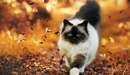 Image: Siamese cat walking on the fallen autumn leaves.
