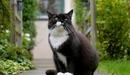 Картинка: Чёрно-белый котик сидит на дорожке.
