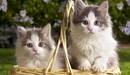 Картинка: Два котёнка в корзине