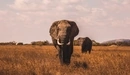 Картинка: Два слона в поле