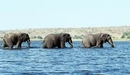 Картинка: Слоны идущие по реке.