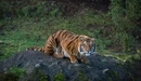 Картинка: Полосатый хищник тигр сидит на бугре.