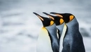 Картинка: Три королевских пингвина.