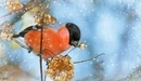 Картинка: Красный снегирь  держит веточку.
