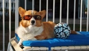Картинка: Деловая собачка в очках лежит на скамье.