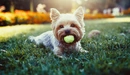 Картинка: Собачка играет с мячиком на лужайке.