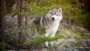 Image: Husky in a coniferous forest.