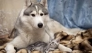 Image: Husky with a kitten