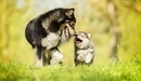 Картинка: Собака со щенком бегут по зелёной траве