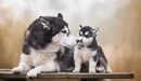 Картинка: Собака со своим щенком породы Хаски сидят на лавочке