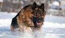 Image: German shepherd running in the snow