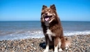 Картинка: Собака с высунутым языком сидит на гальке у моря.