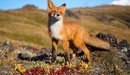 Картинка: Рыжая лисица