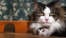 Картинка: Кошка с мышкой сидят возле норки.