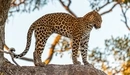 Картинка: Африканский леопард стоит на стволе дерева.