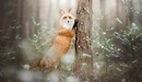 Картинка: Рыжая лисица упирается в ствол дерева в зимнем лесу.