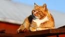 Картинка: Рыжий кот лежит и греется на солнышке