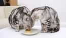 Картинка: Две кошки сидя на столе пробуют желе.