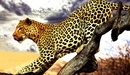 Картинка: Пятнистый леопард крадётся