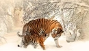 Картинка: Тигрица с тигрёнком зимой.