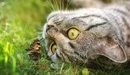 Картинка: Серая кошка лежит на траве и смотрит на бабочку