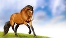 Картинка: Лошадь скачет по траве