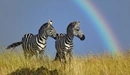 Картинка: Две зебры и радуга
