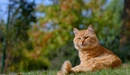 Картинка: Рыжий котик лежит на траве