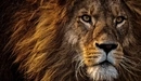 Картинка: Морда льва крупным планом