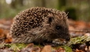 Image: If you look closely, you can see how the hedgehog's smiling at you