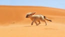 Картинка: Ушастый зверёк бежит по песчаной дюне.