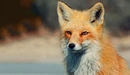 Картинка: Хитрый взгляд лисы