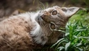 Image: Lynx resting on green grass