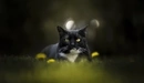 Картинка: Чёрный кот с белым пятном сидит в траве с одуванчиками