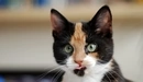 Картинка: Трёхцветная кошка показывает язык