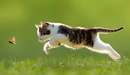 Картинка: Котёнок ловит бабочку