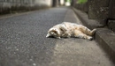 Картинка: Кот разлёгся на дороге