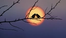 Картинка: Пара птиц сидят на ветке на фоне солнца