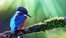 Картинка: Синяя птичка сидит на ветке