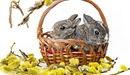 Картинка: Кролики в корзинке и вербой