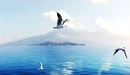 Картинка: Чайки летят над водой на фоне острова