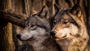 Картинка: Волк и волчица