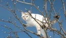Картинка: Белая кошка на вербовом дереве