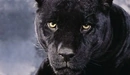 Картинка: Чёрная кошка - пантера