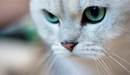 Картинка: Взгляд кошки